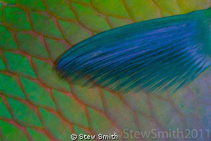 Abstract. Parrot fish scales and pectoral fin by Stew Smith 